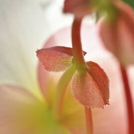 Pinkish Bronze Sepal Of Begonia by Nancybelle Gonzaga Villarroya