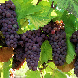 Pinot Gris Grapes Organic by Laughingmango