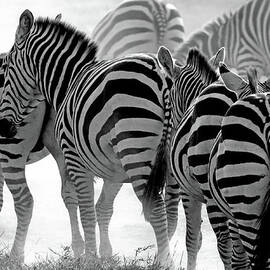 Plains Zebras Kicking Up The Dust In by Carmen Brown Photography