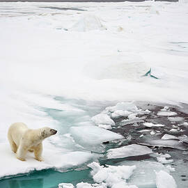 Polar Bear, Svalbard Islands, Norway by Andrew Stewart