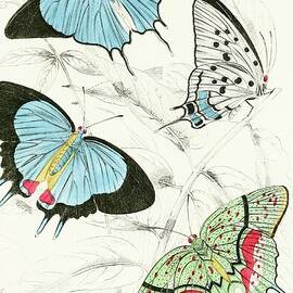 Polyommatus Marsyas,polyommatus Endymion by James Duncan