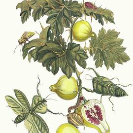 Pomme De Sodome by Maria Sibylla Merian