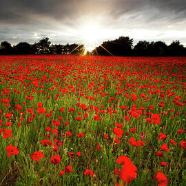 Poppy Field At Sunset by Doug Chinnery