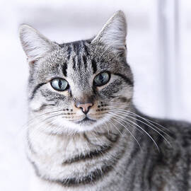 Portrait Gray Tabby Cat by Maika 777