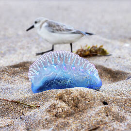 Portuguese Man Owar & Sandpiper Bird On by Laura Diez