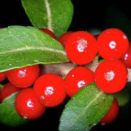 Possumhaw Berries by David Morefield