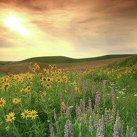 Prairie Wildflowers On The Great Plains by Imaginegolf