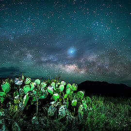 Prickly Pear Beneath the Milky Way by David Morefield