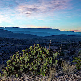Prickly Sunrise by David Morefield