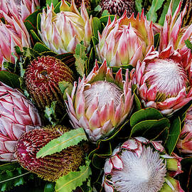 Protea,  Exotic Beauty of South Africa by Marcy Wielfaert