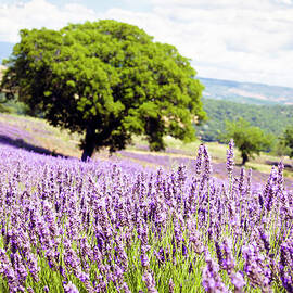 Provence Field by Maica