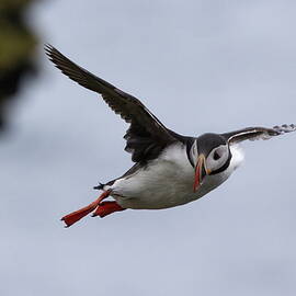 Puffin, Iceland by Soren Lang
