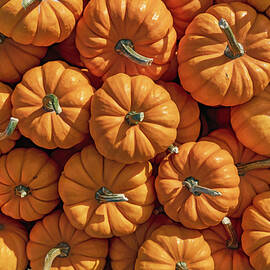 Pumpkins, Fishkill Farms, New York by Laura Zeid