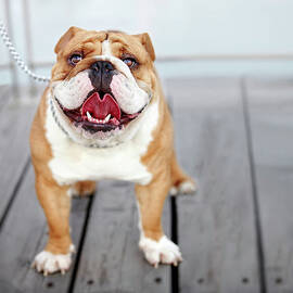 Puppy Dog Breed English Bulldog by Maika 777