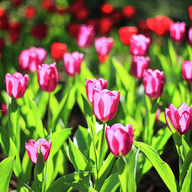 Purple And Red Tulips Under Sun Light by Samyaoo