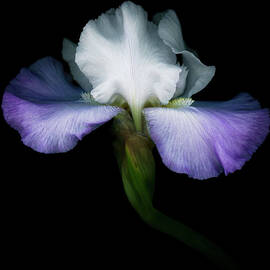 Purple And White Iris Isolated On Black by Ogphoto