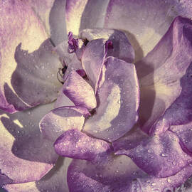 Purple Petals by Stefano Senise