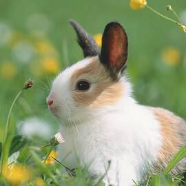 Rabbit by Cornelia Dorr