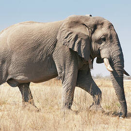 Radio Tagged African Elephant by Bjarte Rettedal