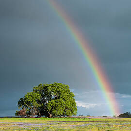 Rainbow Over A Field Of Wildflowers In by Josh Miller Photography