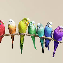 Rainbow Row Of Budgies Sat On A Branch by Walker And Walker