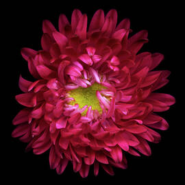 Red Aster by Photograph By Magda Indigo
