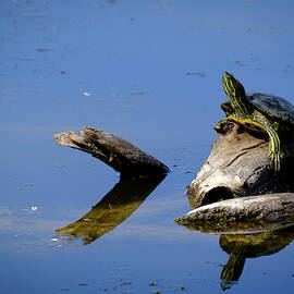 Red Eared Slider Basking in the Sun by Mary Lee Dereske