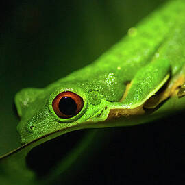 Red-eyed Tree Frog by By Sathish Jothikumar