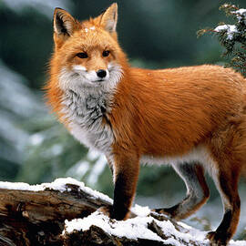 Red Fox Vulpes Vulpes Standing On by Darrell Gulin