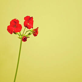 Red Geranium by Gail Shotlander
