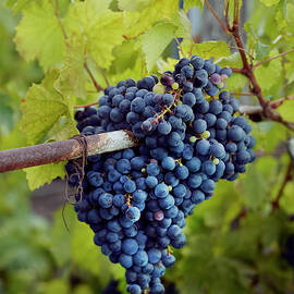 Red Grapes On A Vine by Anna Huerta