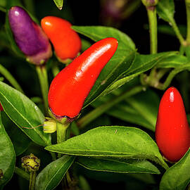 Red Hot Chili Peppers by David Morefield