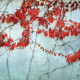 Red Ivy  by Mary Lee Dereske