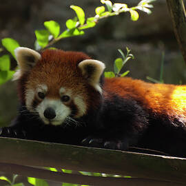 Red Panda by Flees Photos