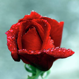 Red Rose And Raindrops by Lal