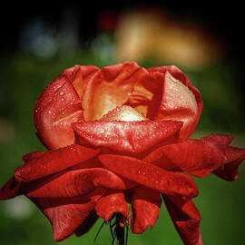 Red Rose Beauty  by Stefano Senise