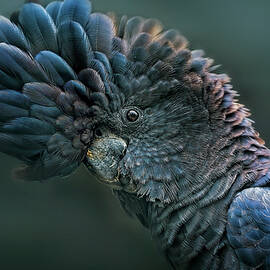 Red Tailed Black Cockatoo by Tracielouise