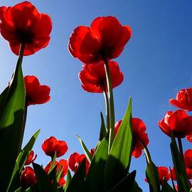 Red Tulips by Frans Sellies