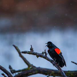 Red-winged Blackbird Protests