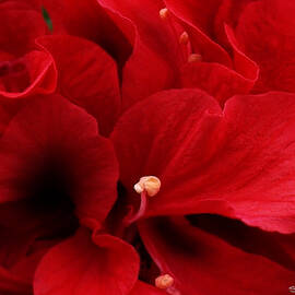 ReDreamer 14 x 11 - Signed by Steven Robiner