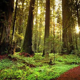 Redwood Trail Through Trees In The by Pgiam