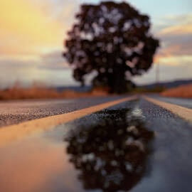 Reflection Of Tree On Wet Road by Zeb Andrews