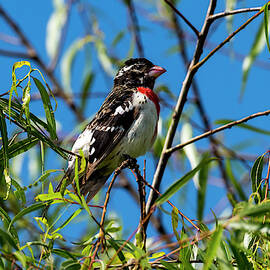 Resting Rose Breasted Grosbeak by David Morefield