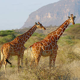 Reticulated Giraffe, Giraffa by Juergen Ritterbach