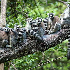 Ring-tailed Lemurs, Madagascar by Paul Souders