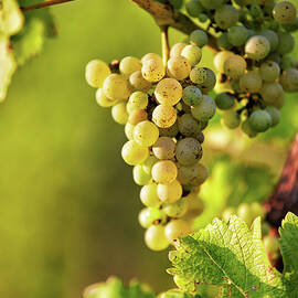Ripe Sauvignon Blanc White Wine Grapes On A Vine, Styria, Austria by Herbert Lehmann