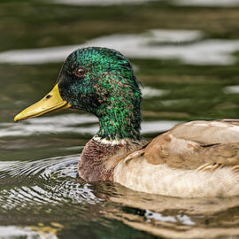 Ripple by James Overesch