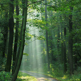 Road Through Forest by Avtg
