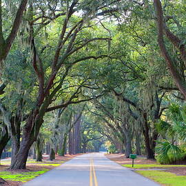 Road With Tree Canopy by Werner Bertsch