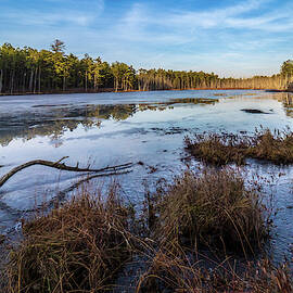 Roberts branch Pine lands by Louis Dallara